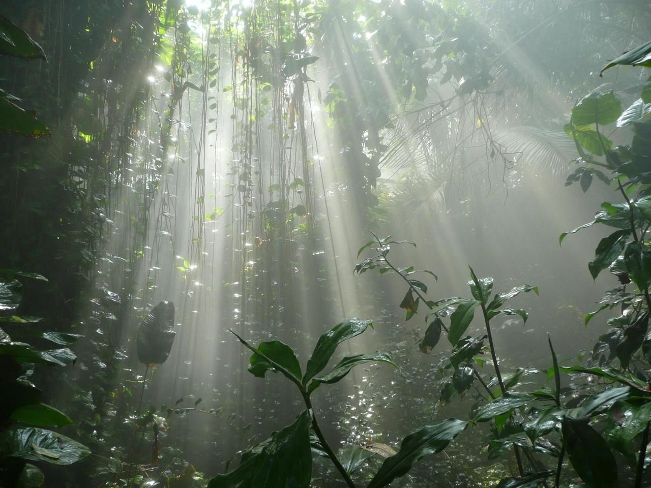 Types, Importance and Examples of Ecology?