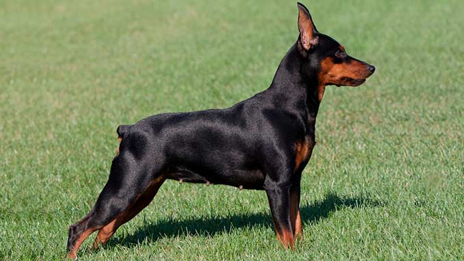 Miniature Pinscher Personality.
