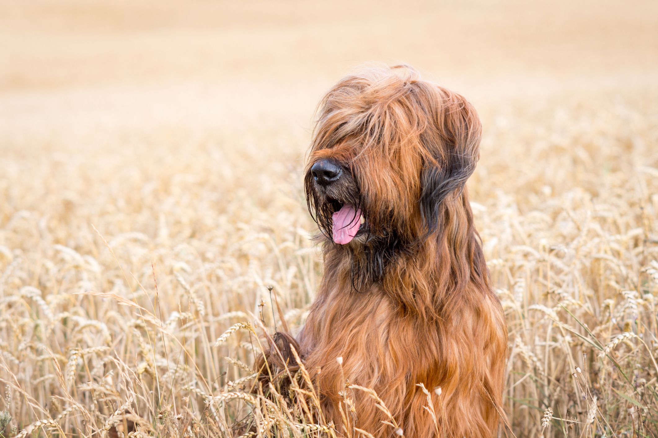 One such loyal and loving companion is the Briar Dog