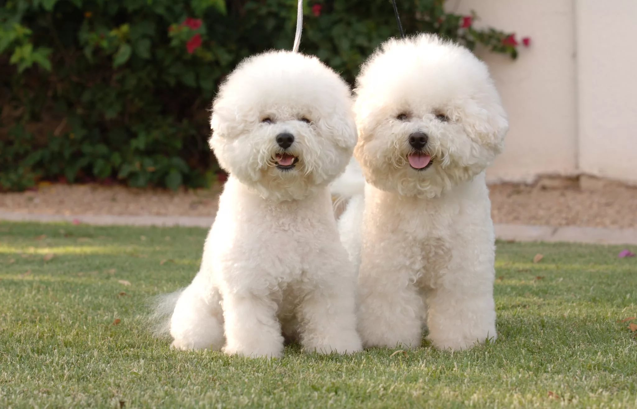The Bolognese Dog: A Loyal and Affectionate Companion