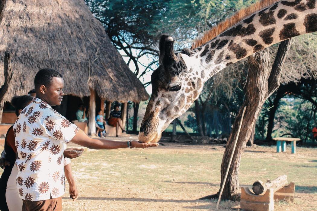 Unforgettable Safari Adventures in Africa: What You Need to Know Before You Go