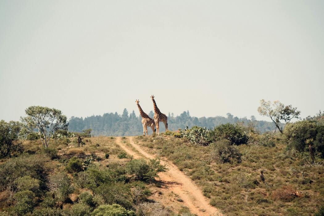 A Journey Through South Africa’s National Parks