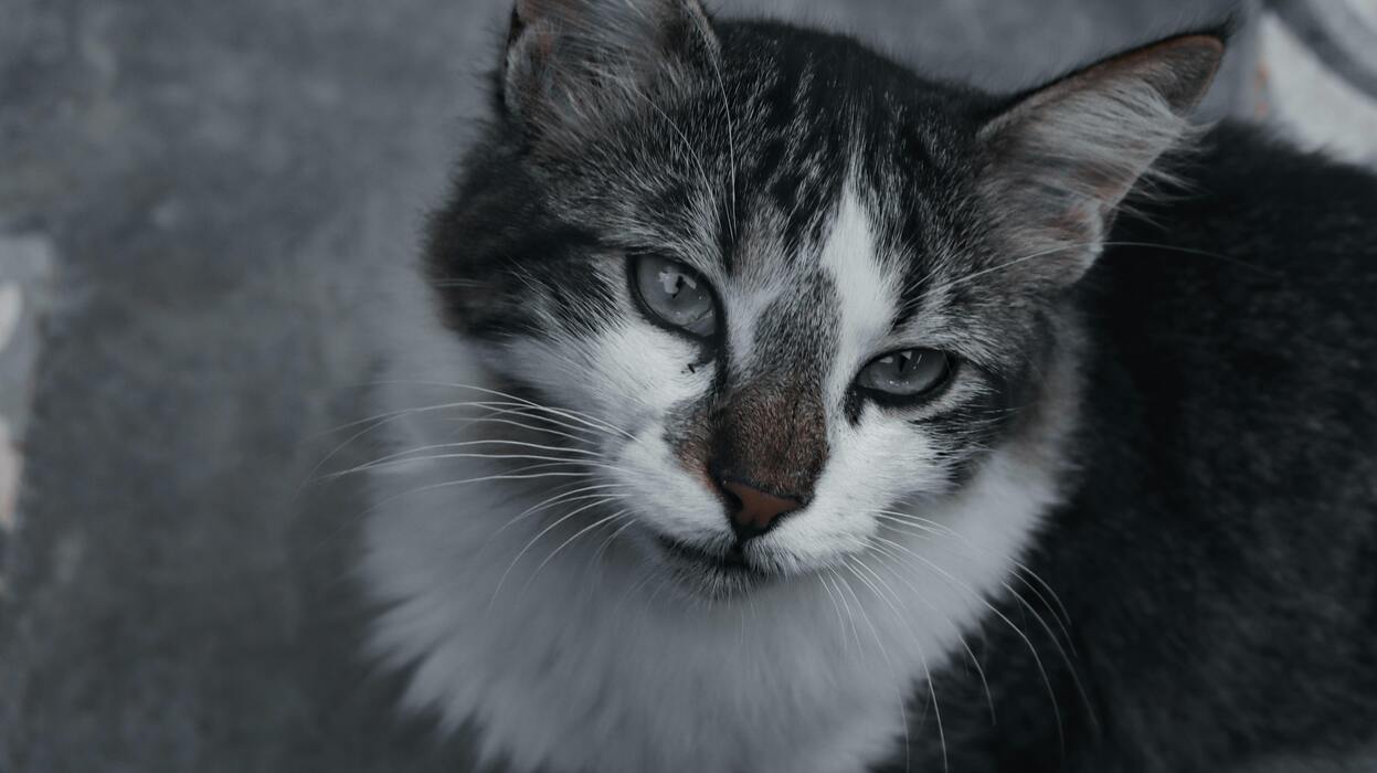 Cómo los Animales Nos Enseñan a Comunicar Sin Palabras