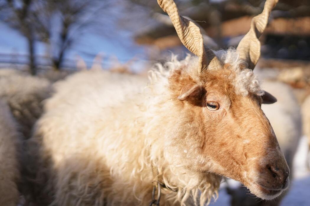 Quand les Animaux Nous Parlent Sans Mots