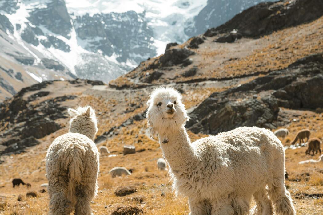 Dagli Animali Domestici alla Fauna Selvatica, Storie che Emozionano