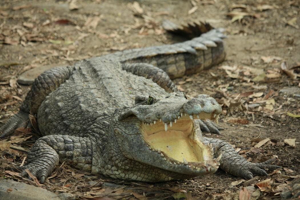Gli Animali Selvatici di Fronte alla Crisi Climatica Globale