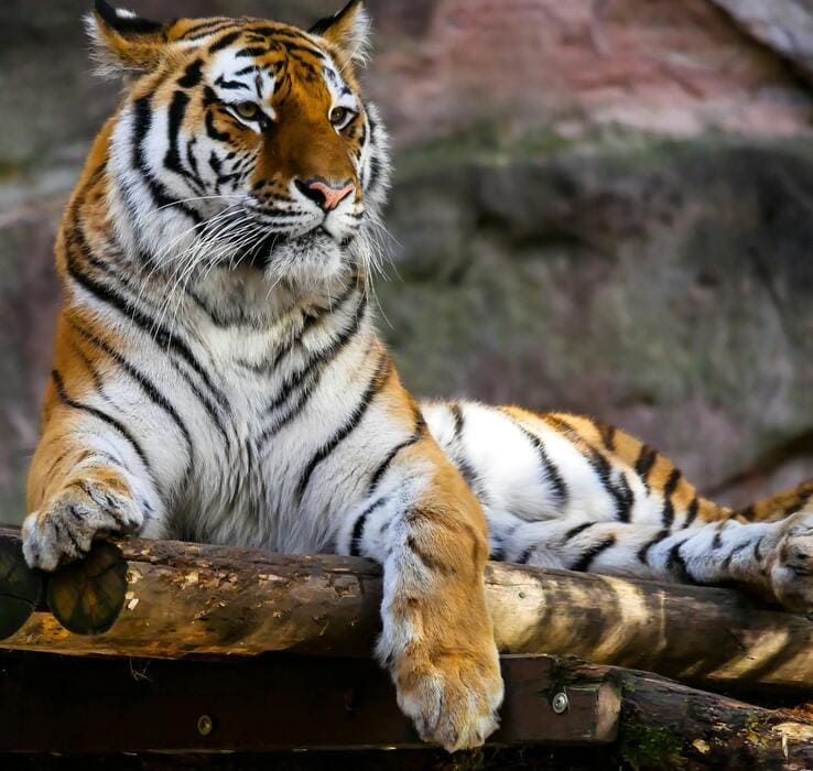 How Medical Translation Informs Wildlife and Climate Action
