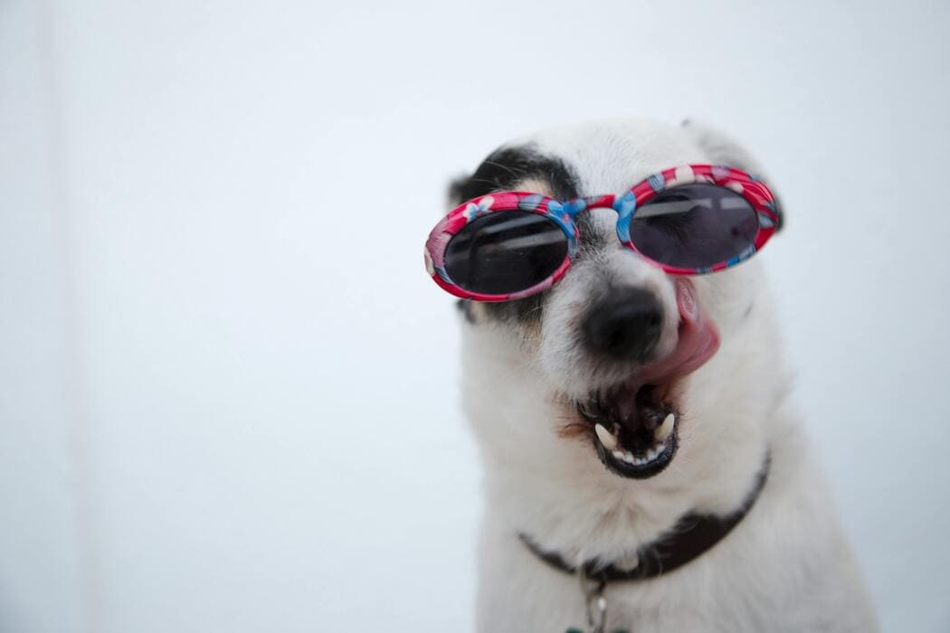 How Proofreading and Editing Prevent Dog-Care Misinformation