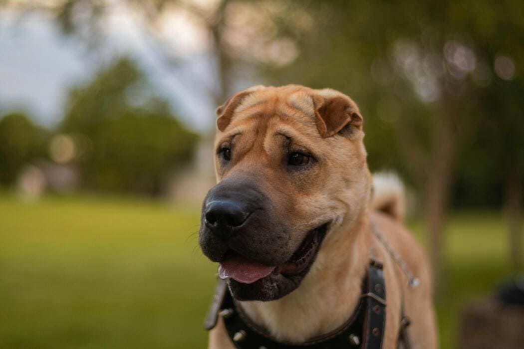 How Everyday Choices Can Save Animals’ Lives
