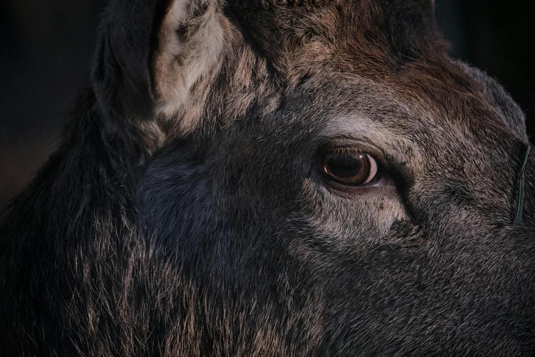 How Editing and Proofreading Improve Animal Protection Policies