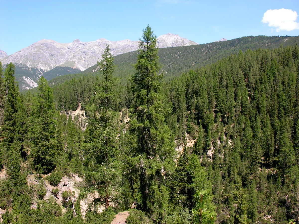 Seeing the forest for the trees